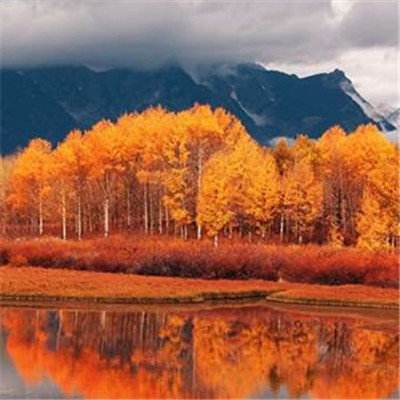 丛林卡丁车大赛